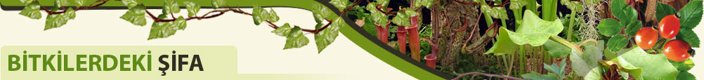 Bitkilerdeki Şifa
